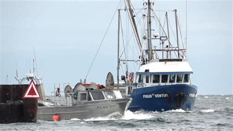 Opinion: Strait of Georgia herring fishery jeopardizes the health of ...