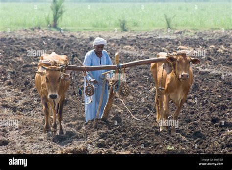 Egypt sowing wooden plough ploughing sesame Farming West Bank Luxor ...