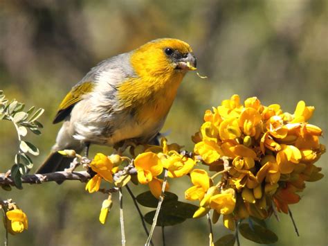 Palila (Loxioides bailleui) by Aaron_Maizlish | Animals beautiful, Beautiful birds, Animals