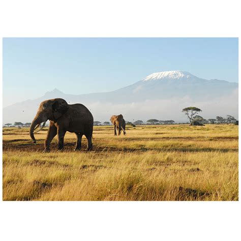 Kilimanjaro Elephants - Mantiburi - Touch of Modern