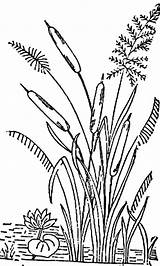 Cattails Plant Coloring Pages Sketch Page sketch template
