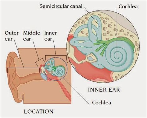 Cochlea ~ Nursing