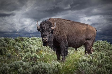 American Buffalo Or Bison In Yellowstone Photograph by Randall Nyhof