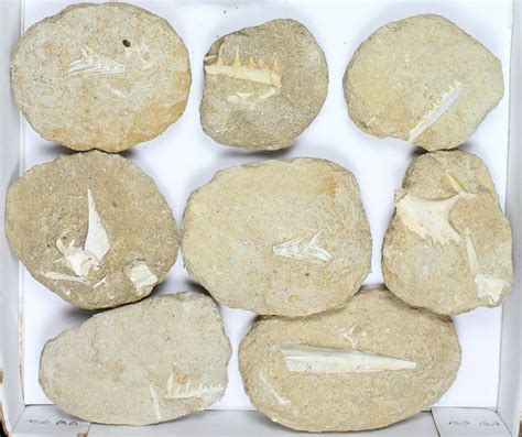 Flat: Cretaceous Marine Vertebrate Fossils - 15 Pieces (#96112) For Sale - FossilEra.com