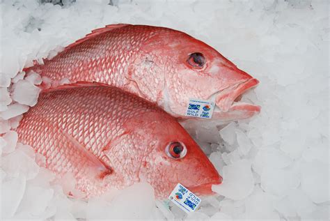 We Can All Agree on Healthy Red Snapper Populations in the Gulf - Marine Fish Conservation Network