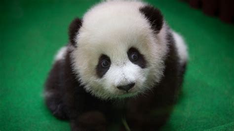 Baby panda born in Malaysia zoo makes public debut | CTV News