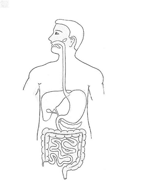 Step by step tutorials on drawing biology diagrams. | Human digestive system, Biology drawing ...