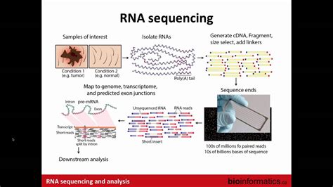 Introduction to RNA Sequencing - YouTube