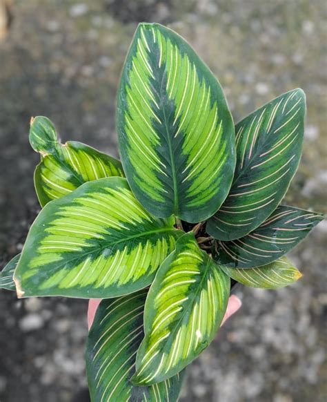 All about calathea plants & caring for different common varieties!