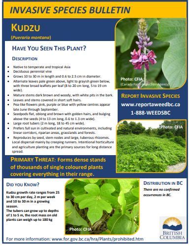 Kudzu – Invasive Species Centre