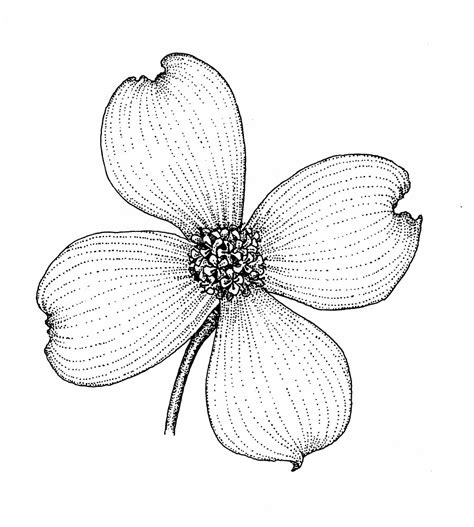 Dogwood Flower Drawing