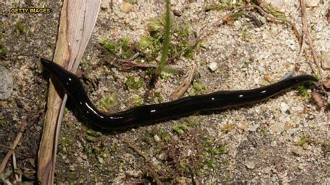 Texas woman discovers horde of black worms known to carry dangerous parasite in backyard| Latest ...