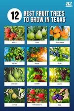 The 12 Best Fruit Trees To Grow In Texas: Plus 3 Helpful Growing Tips - A-Z Animals