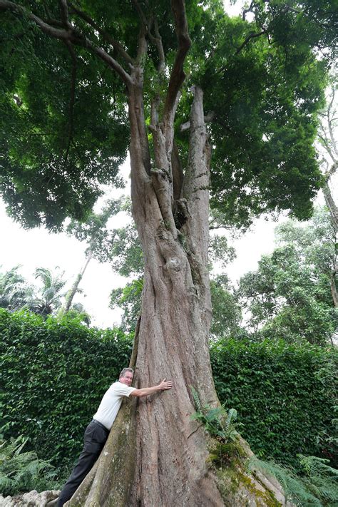 Get to know these 9 well-known Heritage Trees | The Straits Times