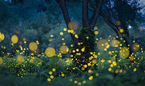 5 Places To See Fireflies In Tokyo This Summer - Savvy Tokyo