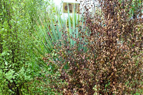 Florez Nursery: Pittosporum tenuifolium 'James Stirling'