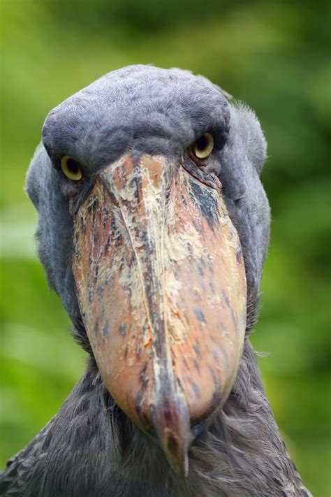 ‘The Most Terrifying Bird in the World’: Shoebill Stork Stands Up to 5ft Tall, Hunts Like a Boss