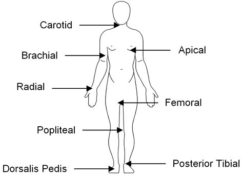 Pulse & Respirations