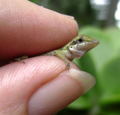 Seminole Heights Pocket Swamp: Baby green anole