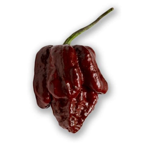 Chocolate Scorpion » Fatalii Seeds