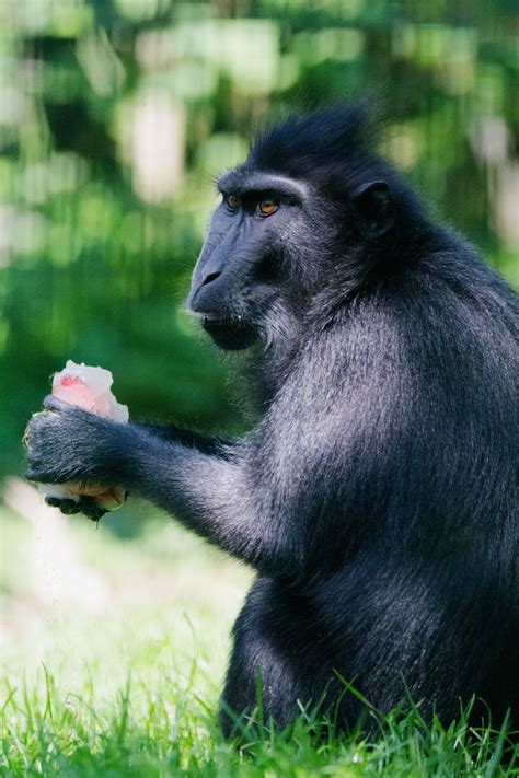 Adorable Tayto Park animals enjoy cool treats in the sun during heatwave - Dublin Live