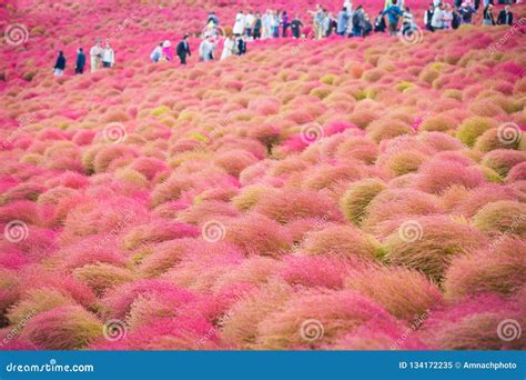 Kochia at Hitachi Seaside Park at Ibaraki, Japan Stock Image - Image of scoparia, japan: 134172235