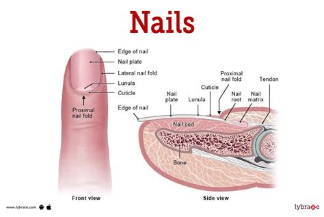 Nails (Human Anatomy): Picture, Functions, Diseases, and Treatments