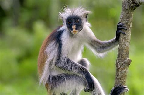 Red Colobus Monkey | Sean Crane Photography