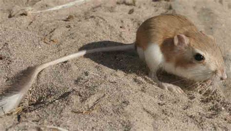 The Desert Kangaroo Rat: Our Biggest K-rat