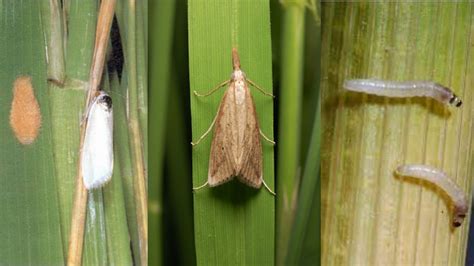 Paddy Stem Borer types and their treatment - Indian Seeds