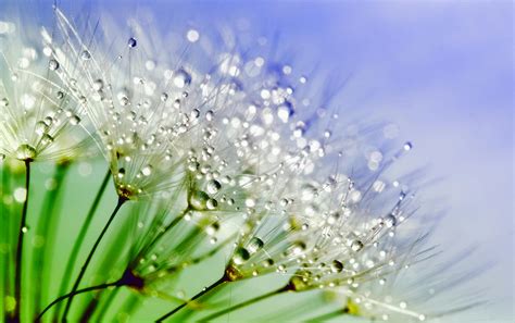 Water Dew on Dandelions · Free Stock Photo