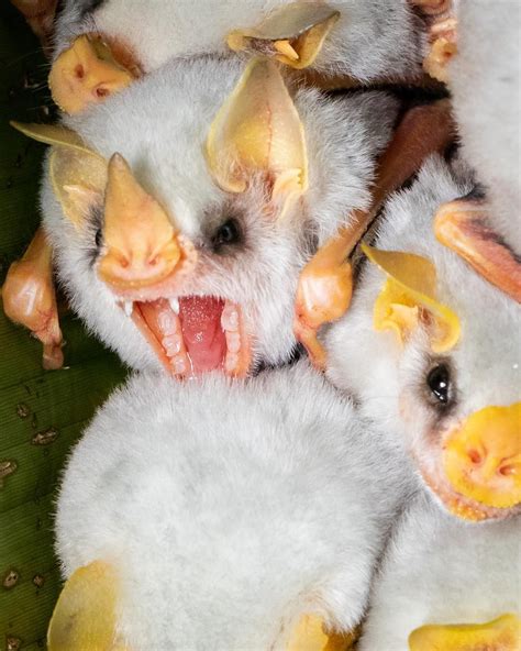 23 Honduran White Bat Facts: Living Marshmallows | Everywhere Wild | Honduran white bat, White ...