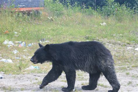 The Love's of my Life: Black Bear, Black Bear What do you see?