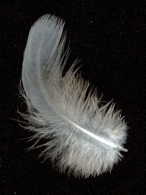 feather 3 by tash11-stock on DeviantArt