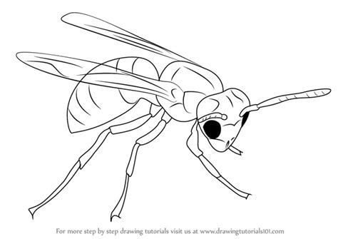 Step by Step How to Draw a Hornet : DrawingTutorials101.com