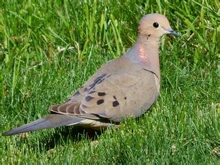 Mourning Dove | Todd Petit | Flickr