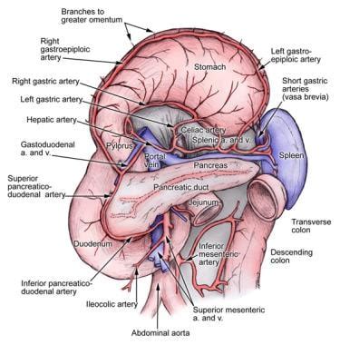 Spleen Anatomy: Overview, Gross Anatomy, Microscopic Anatomy