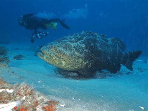 Discover 10 Biggest Types Of Grouper Fish - A-Z Animals