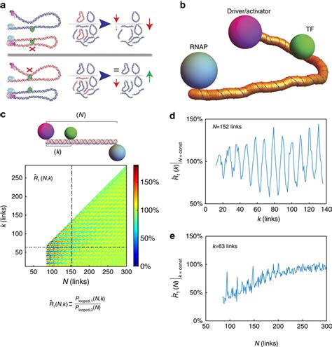 Transcriptional regulation via an excluded volume effect. (a) Schematic... | Download Scientific ...