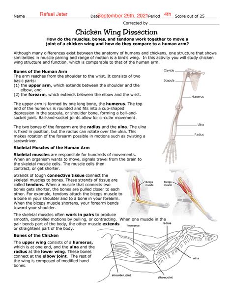 Chicken Wing Dissection Lab - Biology II - Name ...