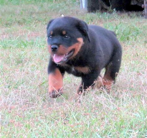 German Rottweiler Puppies For Adoption