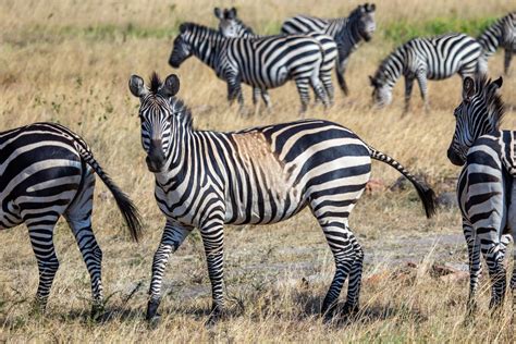 Spotted and oddly striped zebras may be a warning for species’ future