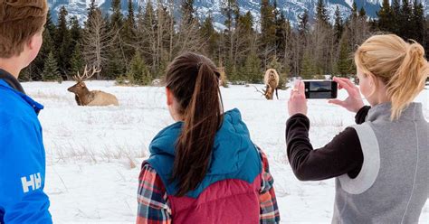 Discover Banff and It's Wildlife