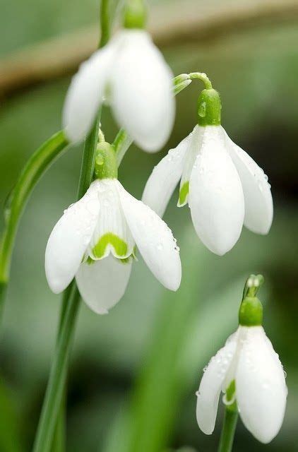 Snowdrop Flower: As the flower of January, it stands for hope & beauty ...