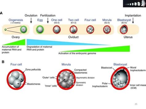 Cell proliferation & differentiation