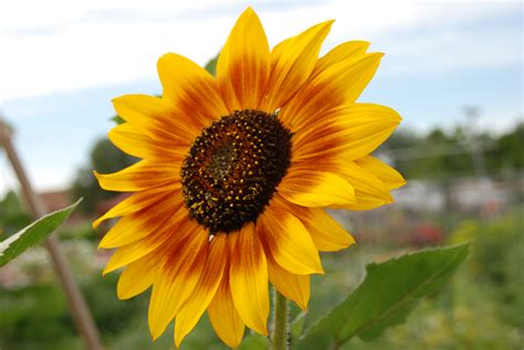 drying sunflowers | Gardening after five