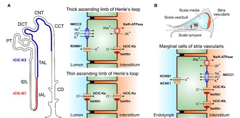 Figure 1 from Channels in the loop of henle of the Kidney and the stria vasCularis of the inner ...