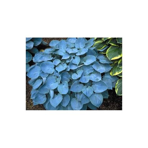 Buy hosta seeds online - best price and quality