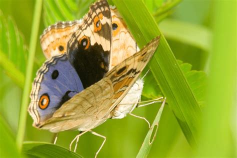 Blue Pansy Butterfly Facts - CRITTERFACTS