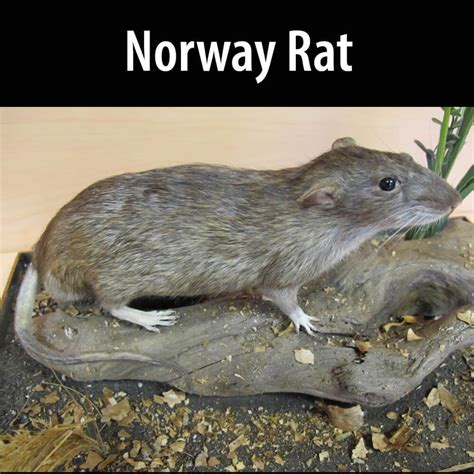 Norway Rat - Alberta Invasive Species Council